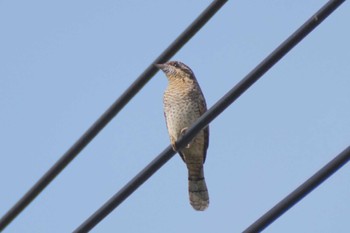 Eurasian Wryneck Teganuma Sat, 11/4/2023