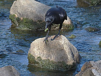 ハシボソガラス 淀川河川公園 2023年10月31日(火)