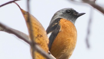 2023年11月4日(土) 京都御苑の野鳥観察記録