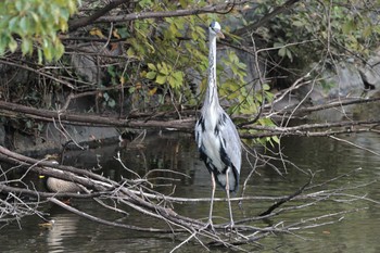 アオサギ 上野台公園（東海市） 2023年11月4日(土)