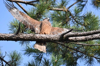 2023年11月4日(土) 京都御苑の野鳥観察記録