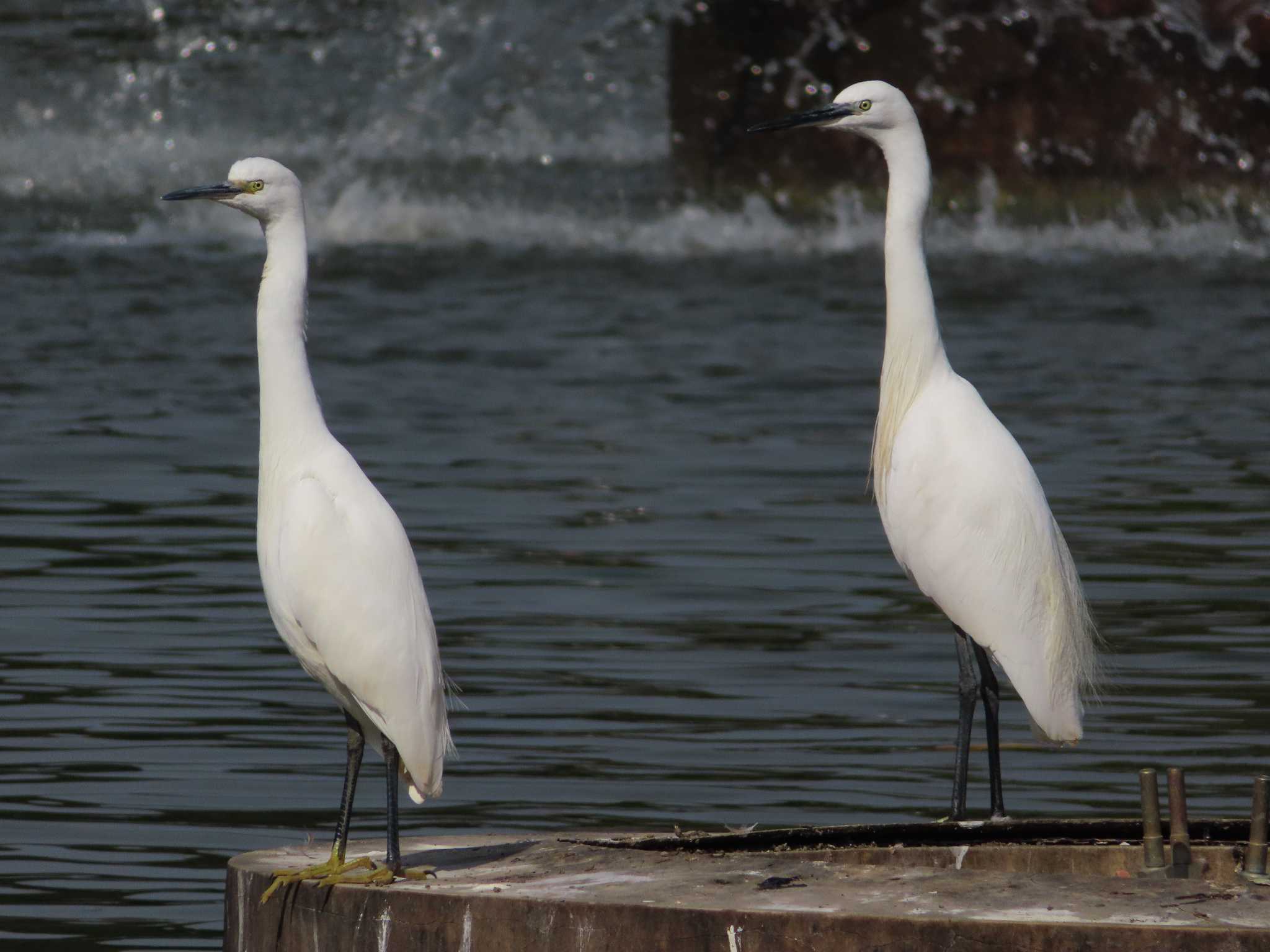 大池親水公園 コサギの写真