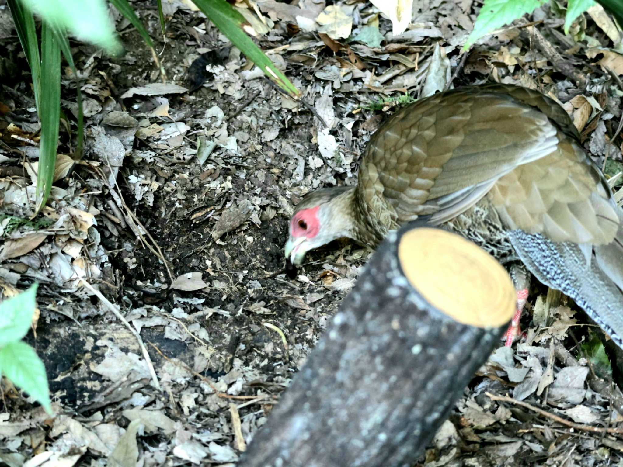 石神井公園 ハッカンの写真