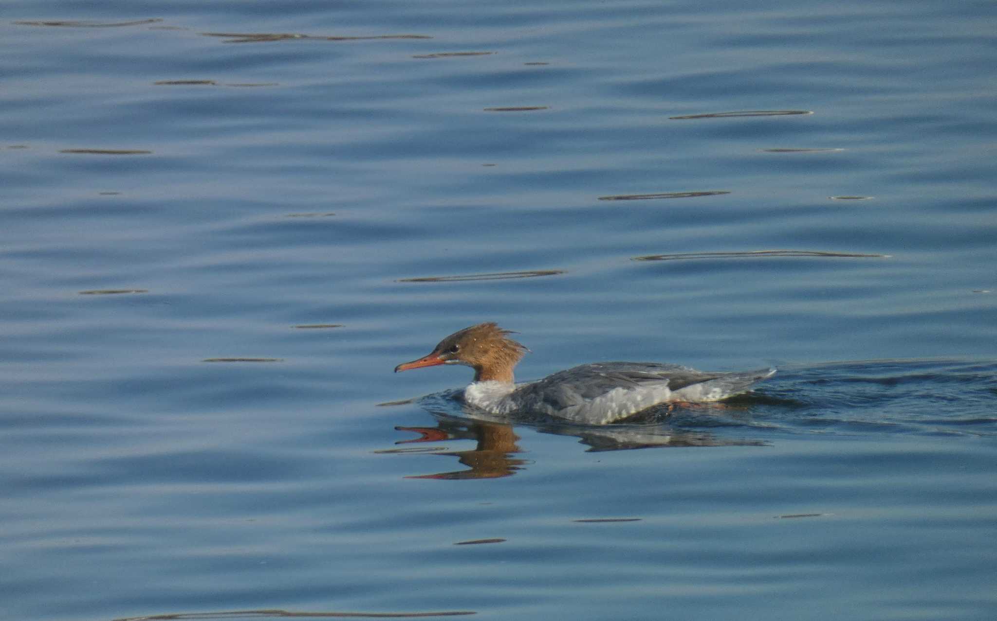 Photo of Common Merganser at 多摩川二ヶ領上河原堰 by キビタキ好き