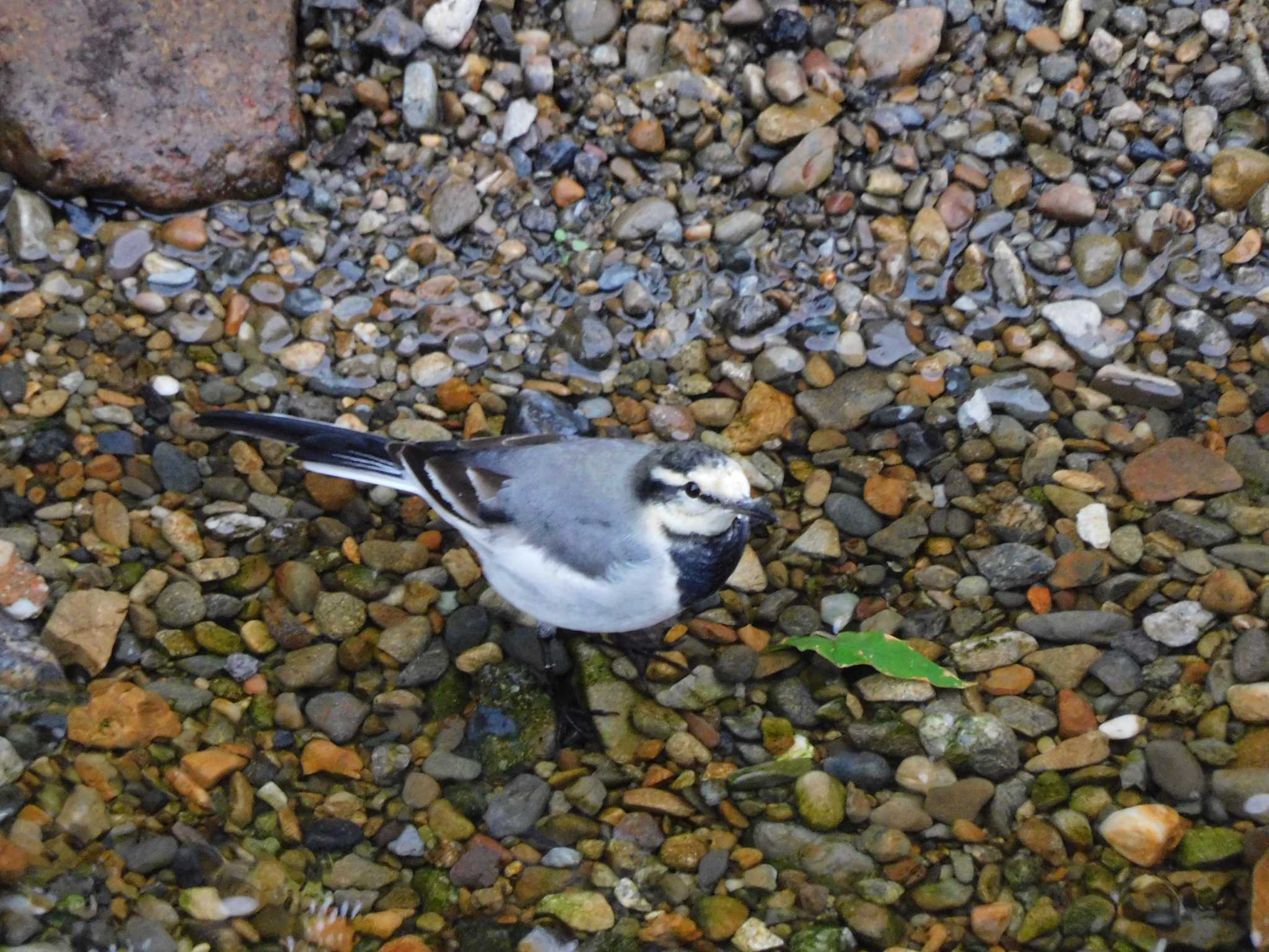 妙正寺川 ハクセキレイの写真