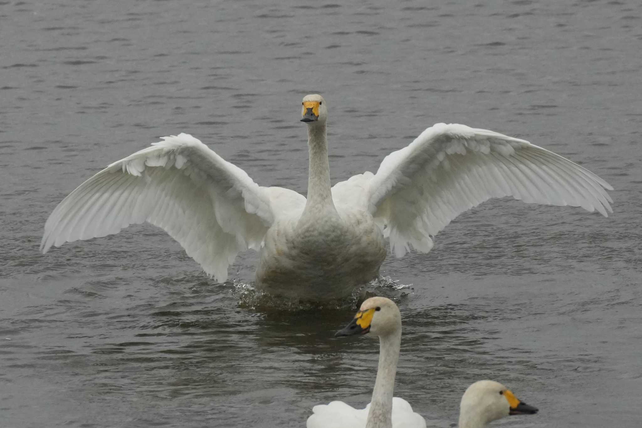 北海道 コハクチョウの写真 by どばと