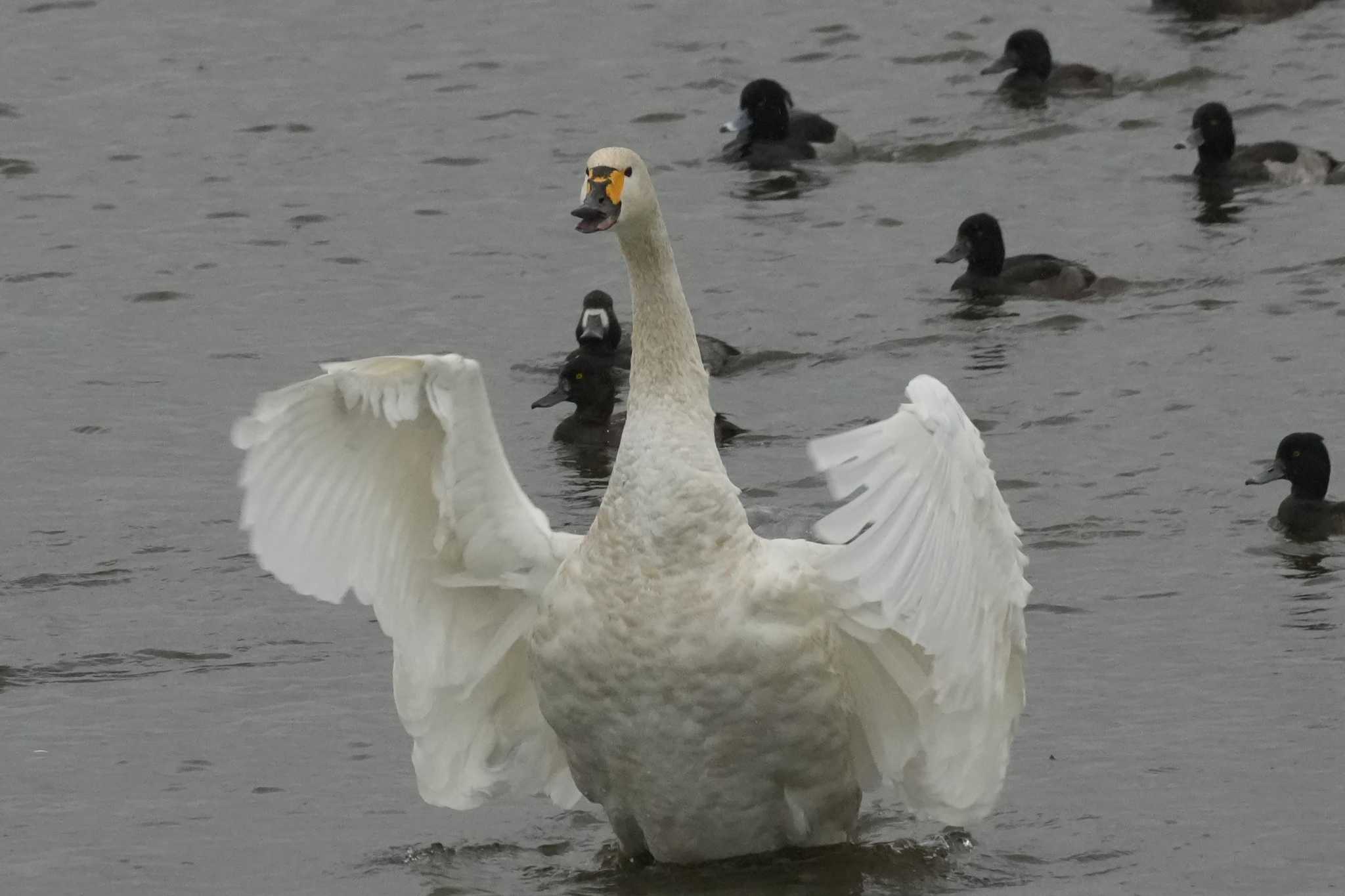 北海道 コハクチョウの写真 by どばと