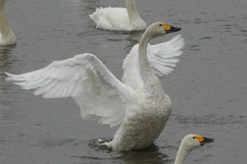 2023年10月20日(金) 北海道の野鳥観察記録