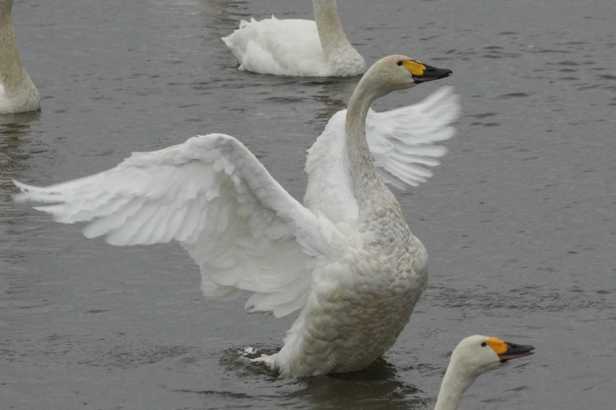 北海道 コハクチョウの写真 by どばと