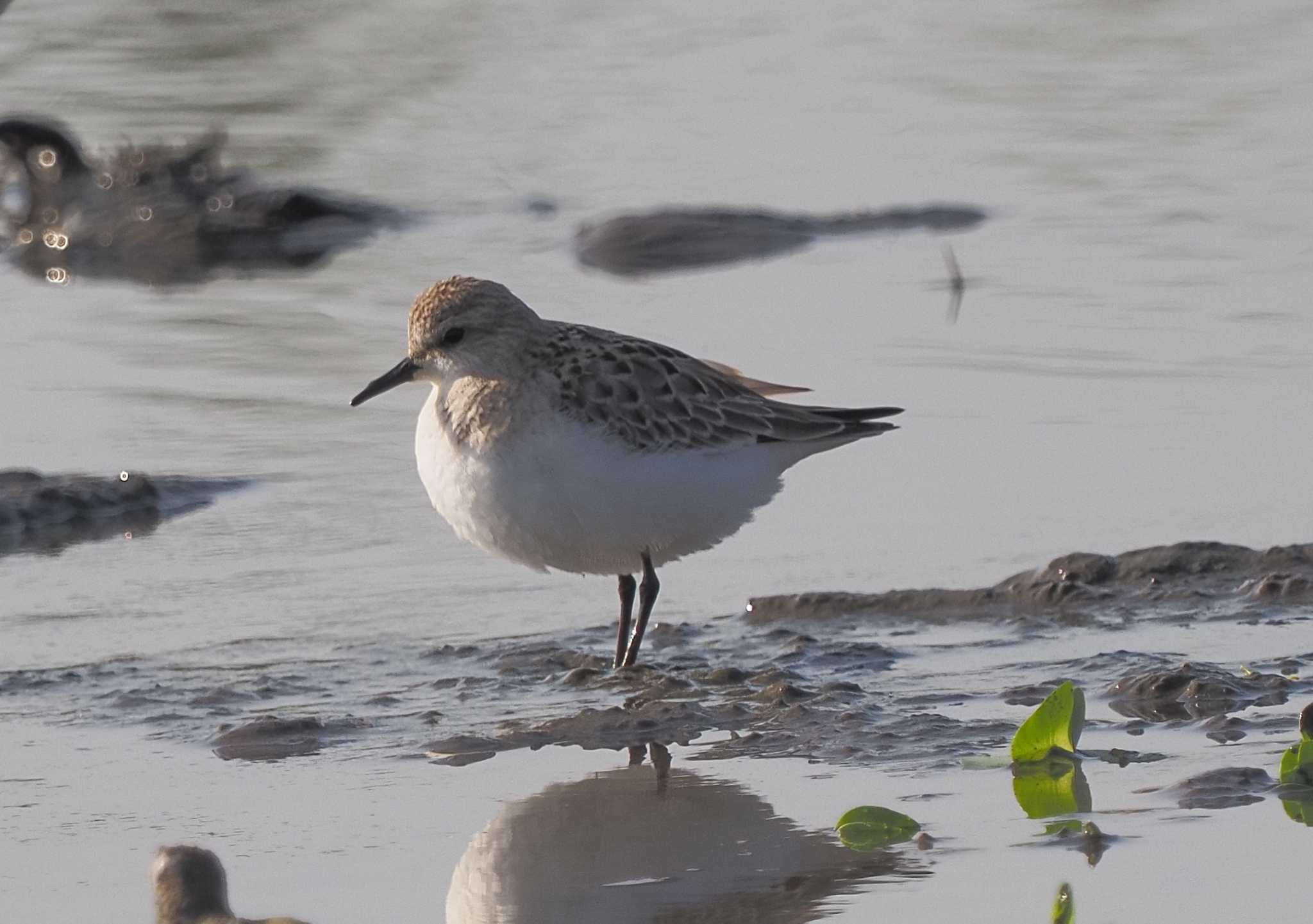 トウネンorミユビシギ　多分トウネンかな