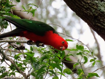 キンショウジョウインコ Narrabeen Lake, NSW, Australia 2023年11月4日(土)