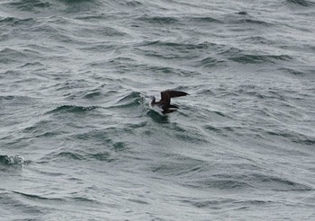 Streaked Shearwater Cape Irago Thu, 10/4/2018