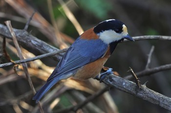 2023年11月3日(金) 北本自然観察公園の野鳥観察記録