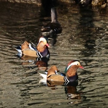 Mandarin Duck 摩耶山 Unknown Date