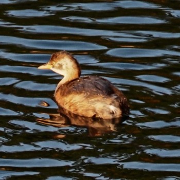 Little Grebe 摩耶山 Unknown Date