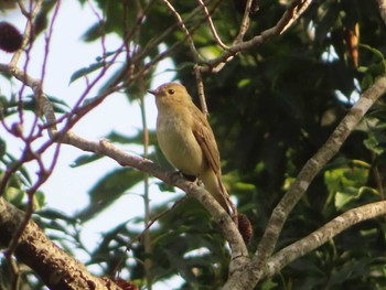 2023年11月4日(土) 菊水山の野鳥観察記録