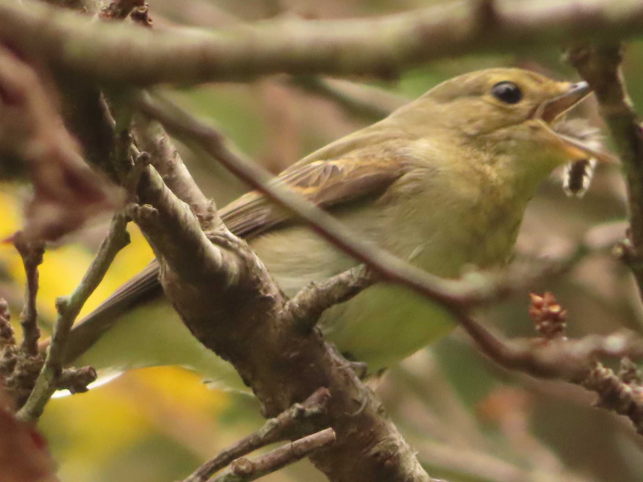 Narcissus Flycatcher