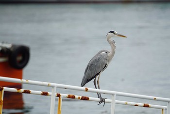 Grey Heron Cape Irago Thu, 10/4/2018