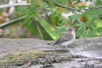 Narcissus Flycatcher 井の頭恩賜公園 Sat, 11/4/2023