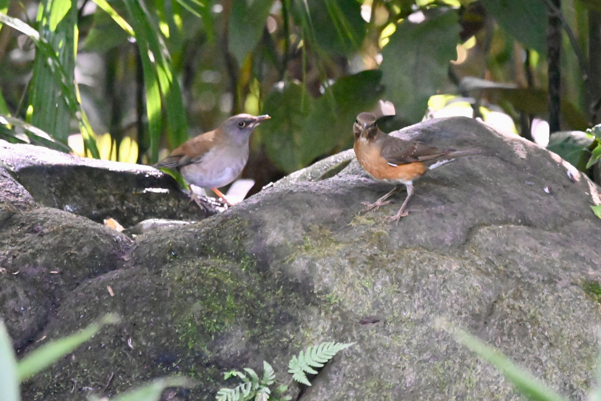 Photo of Pale Thrush at 井の頭恩賜公園 by Z秀丸