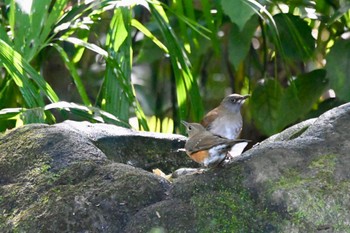 Brown-headed Thrush 井の頭恩賜公園 Sat, 11/4/2023