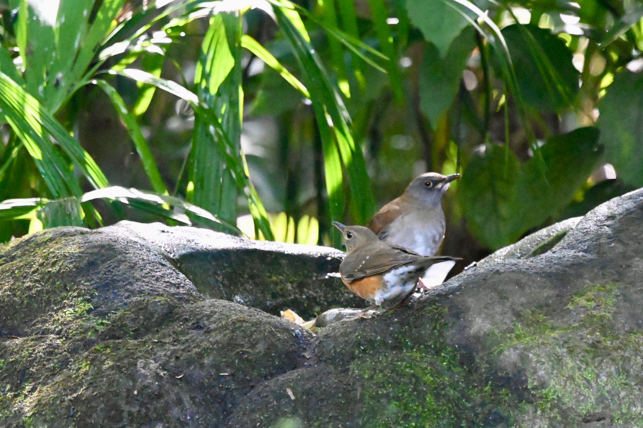 井の頭恩賜公園 アカハラの写真 by Z秀丸