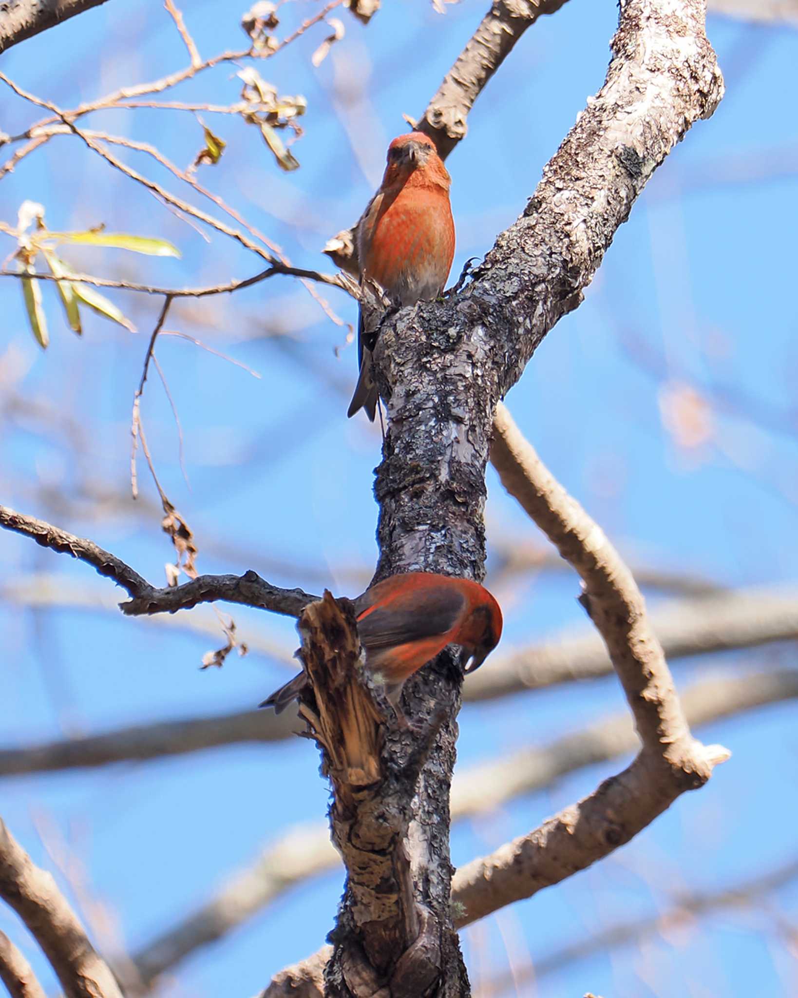 Red Crossbill