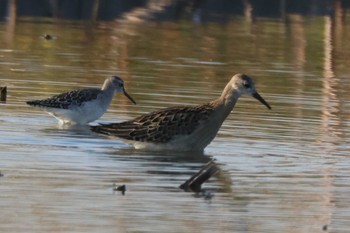 Ruff 愛知県愛西市立田町 Fri, 11/3/2023