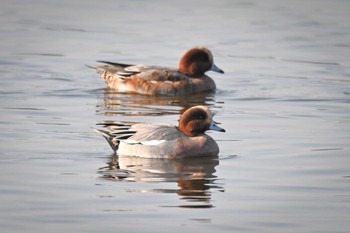 Eurasian Wigeon 多々良沼公園 Sat, 11/4/2023