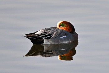 Unknown Species 多々良沼公園 Sat, 11/4/2023