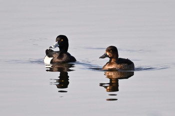 Tufted Duck 多々良沼公園 Sat, 11/4/2023