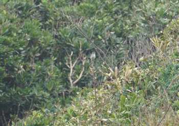 Asian Brown Flycatcher Cape Irago Thu, 10/4/2018