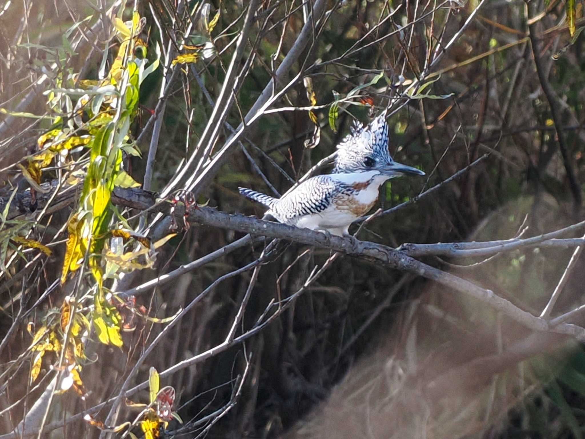 Crested Kingfisher(pallida)