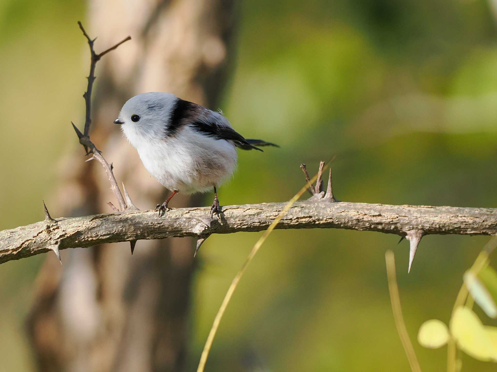 Long-tailed tit(japonicus)