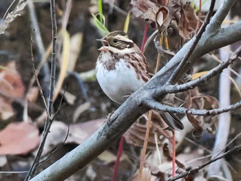 2023年11月4日(土) 盤渓川(盤渓2号橋〜盤沢砂防ダム付近)の野鳥観察記録