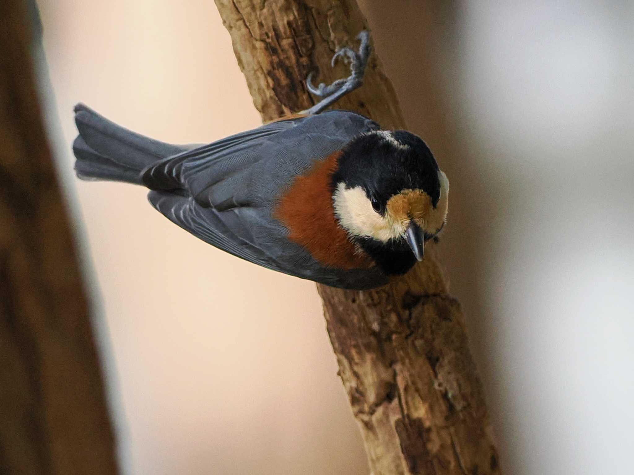 Varied Tit