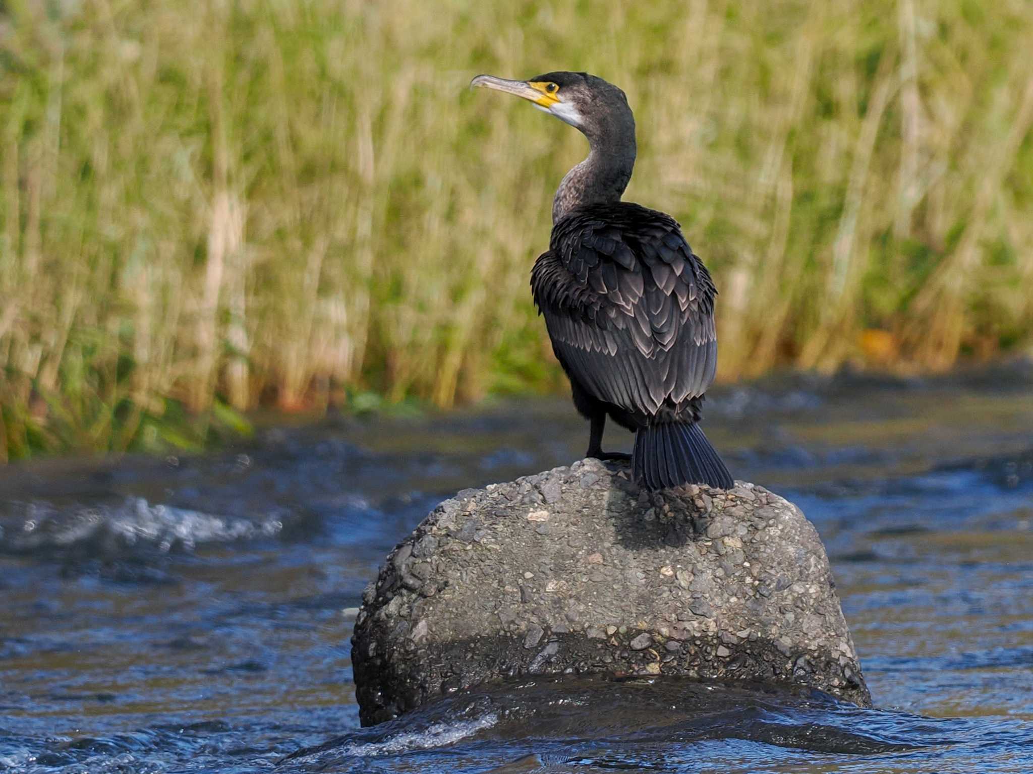 Japanese Cormorant