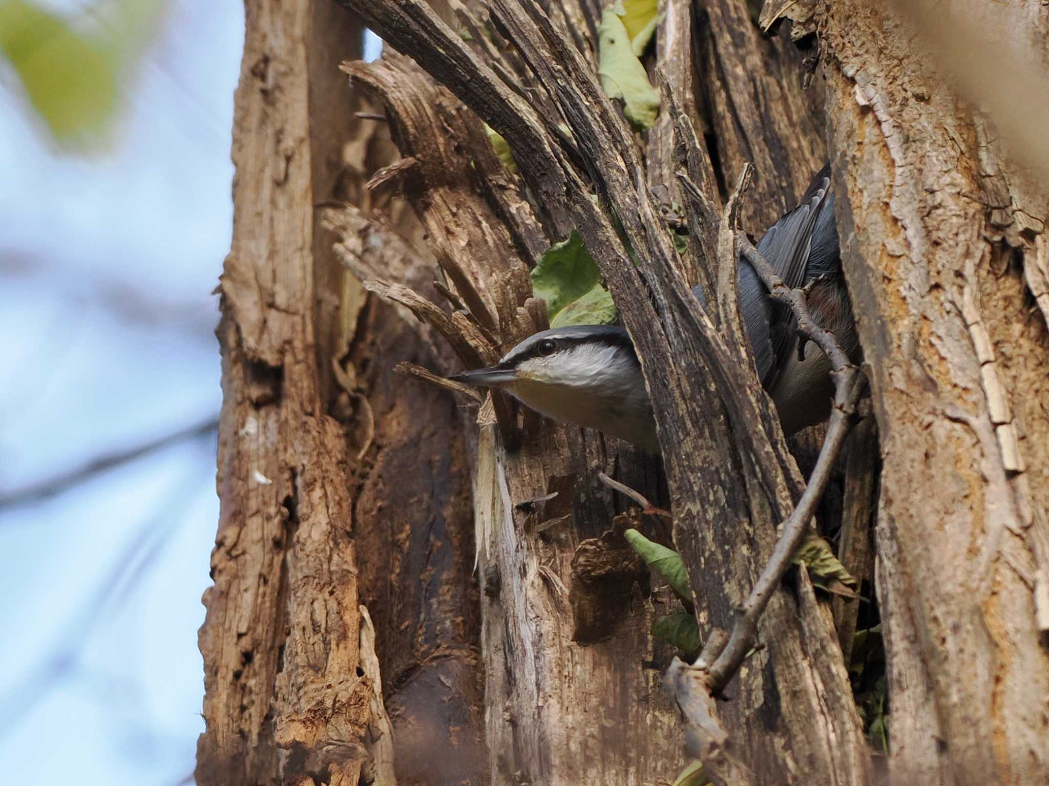 Eurasian Nuthatch(asiatica)