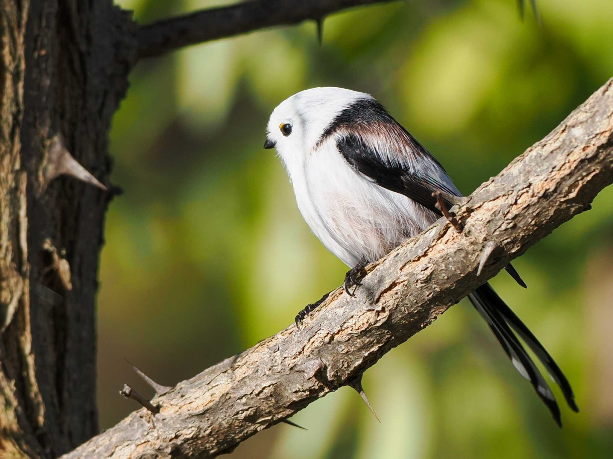 Long-tailed tit(japonicus)