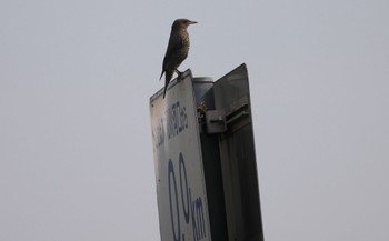 2023年11月4日(土) 大和川河口の野鳥観察記録