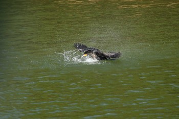 Great Cormorant 真喜屋ダム Fri, 11/3/2023