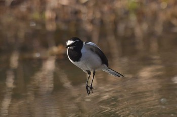 セグロセキレイ 北本自然観察公園 2023年2月5日(日)