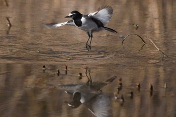 Japanese Wagtail Kitamoto Nature Observation Park Sun, 2/5/2023