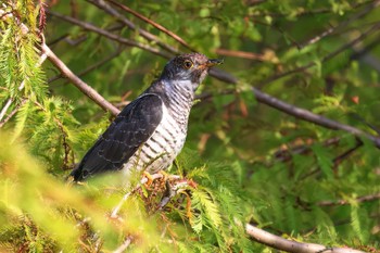 Oriental Cuckoo 浮島ヶ原自然公園 Fri, 11/3/2023