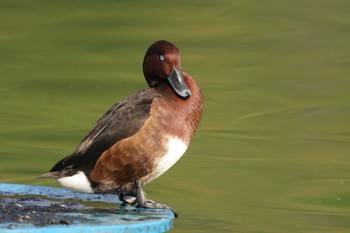 メジロガモ 弁天池公園(大阪府門真市) 2023年11月4日(土)