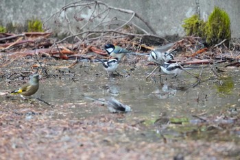 エナガ 創造の森(山梨県) 2023年11月4日(土)