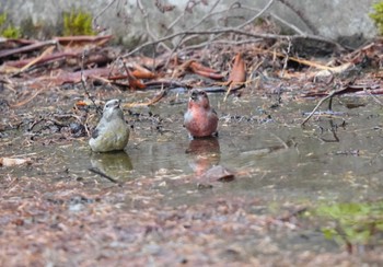 Red Crossbill 創造の森(山梨県) Sat, 11/4/2023