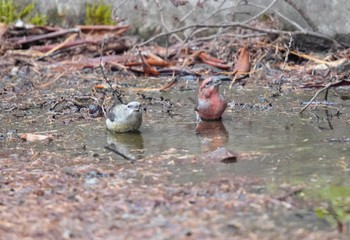 Sat, 11/4/2023 Birding report at 創造の森(山梨県)