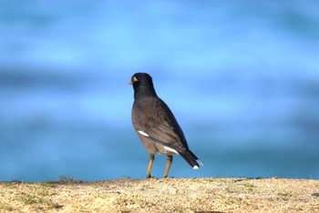 Common Myna Fort DeRussy Beach Park Fri, 10/27/2023