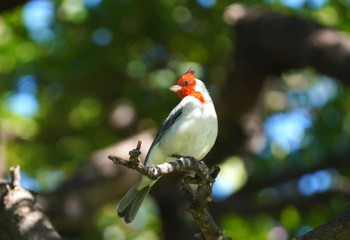 Red-crested Cardinal Fort DeRussy Beach Park Fri, 10/27/2023